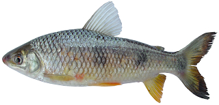 3-megaleporinus_cf__piavussu_(britski__birindelli___garavello__2012)_1631999673.jpg
