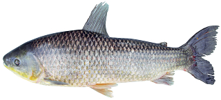 4-megaleporinus_macrocephalus_(garavello___britski__1988)_1631999717.jpg