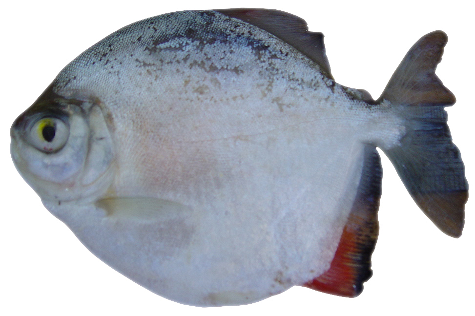 Pacu Peva - FEMEA - Myloplus levis (Eigenmann & McAtee, 1907)