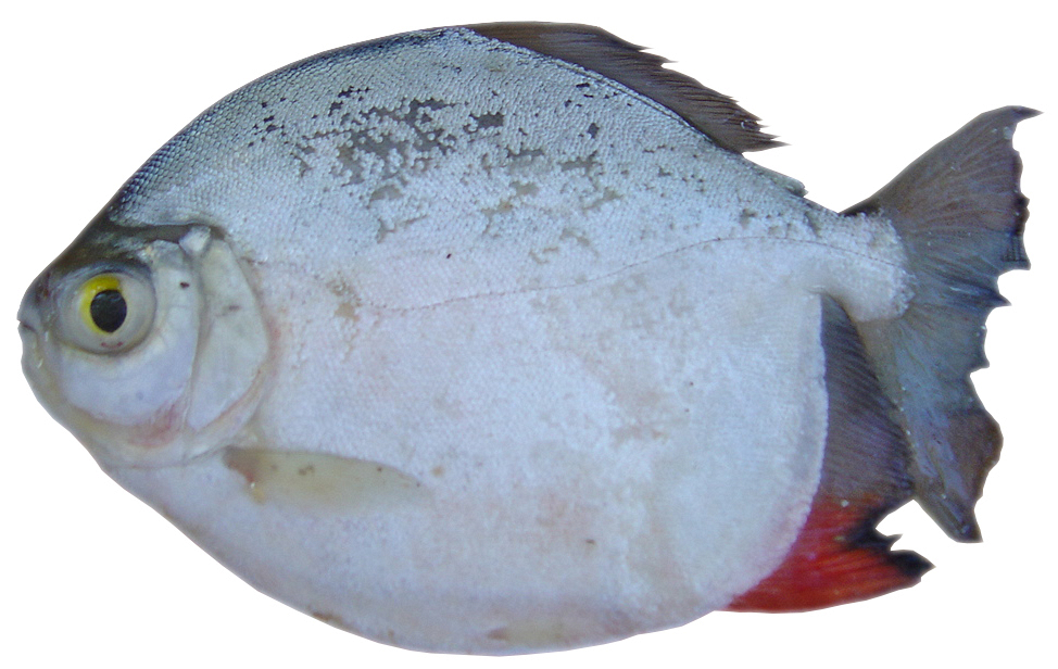 Pacu Peva - MACHO - Myloplus levis (Eigenmann & McAtee, 1907)